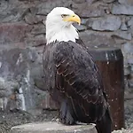 La Cigogne D'alsace 1 *
