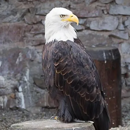 La Cigogne D'alsace 1 *