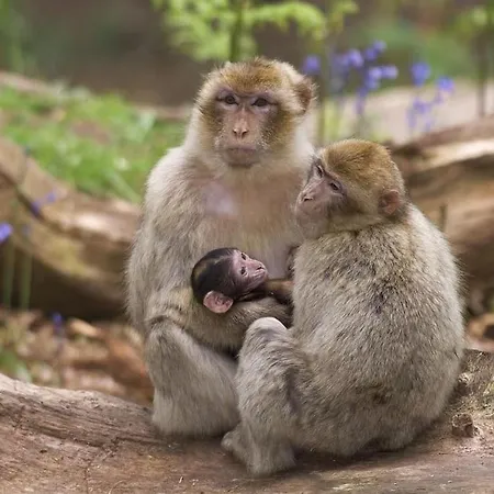 La Cigogne D'alsace 1 Appartamento
