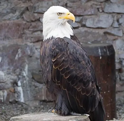 La Cigogne D'alsace 1 *