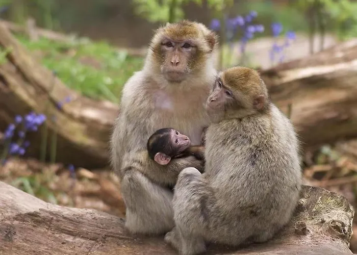 La Cigogne D'alsace 1 Apartman